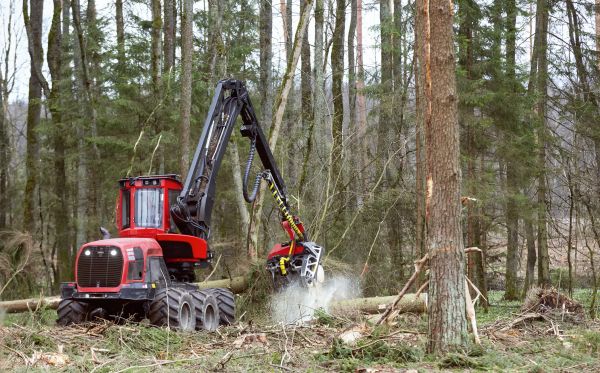 Cost of Forest Clearance Service in Danbury