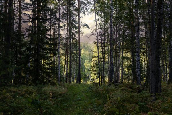 Cost of Pine Tree Clearing in Danbury